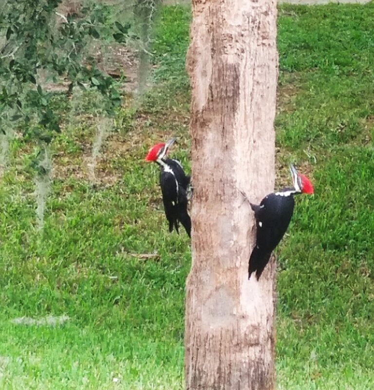 Pileated woodpeckers on tree trunk in Inverness