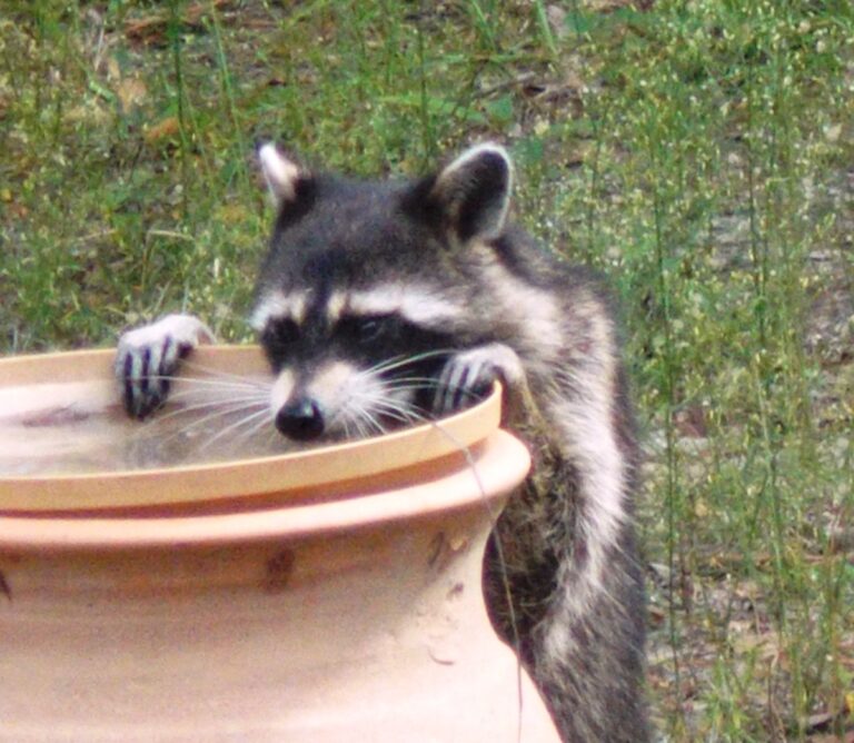 Thirsty raccoon taking a drink in Pine Ridge Estates