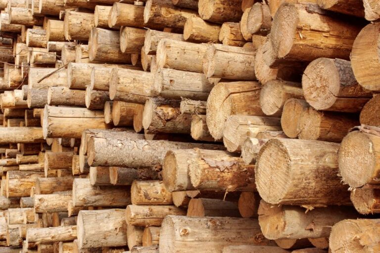 woodpile of cut trees (stock image)