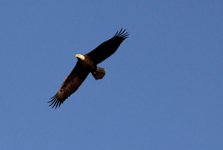Bald eagle flying overhead the Ocklawaha Prairie Restoration Area