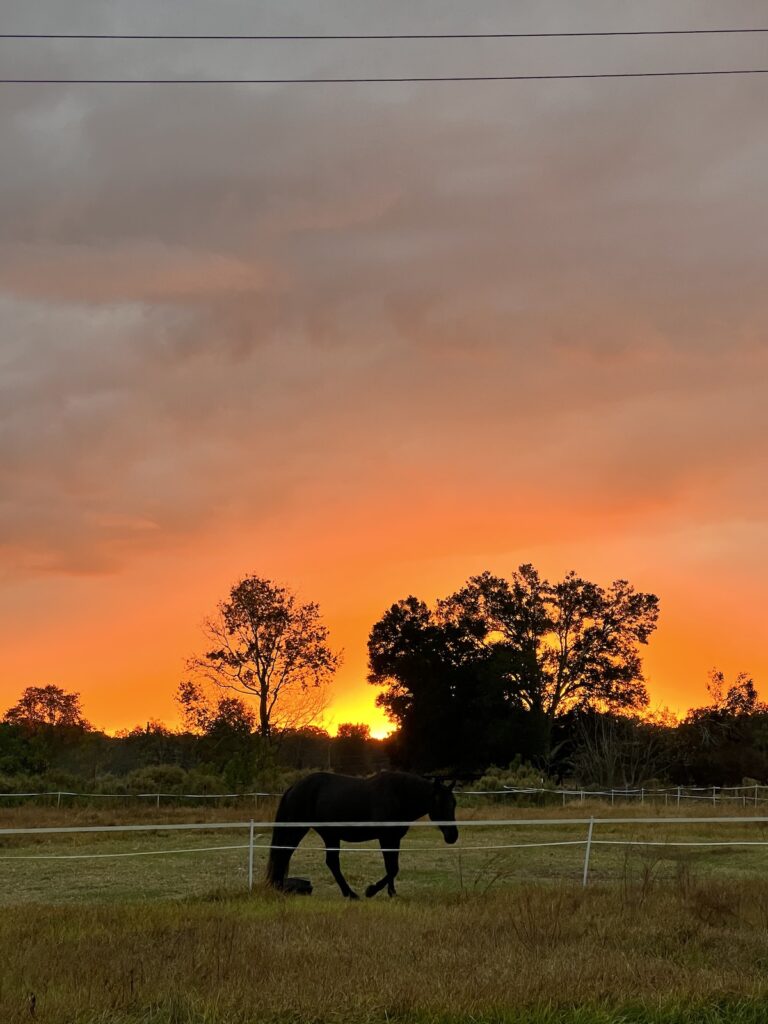 Beautiful sunrise over horse pasture near Ocala