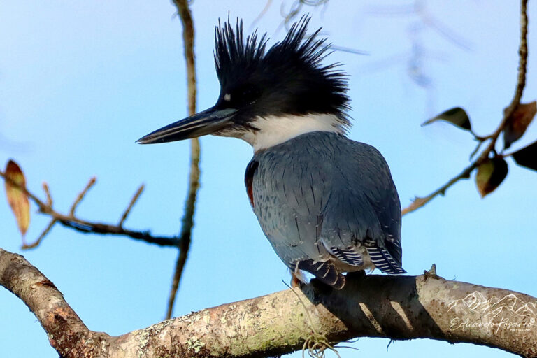Belted kingfisher at Lake Amethyst in Ocala