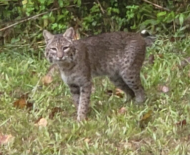 Bobcat visiting Reddick backyard