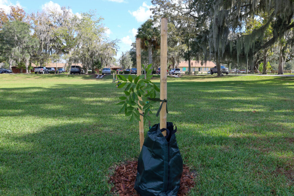 First of pecan trees planted at McPherson Campus in Ocala (Nov 2023) 1