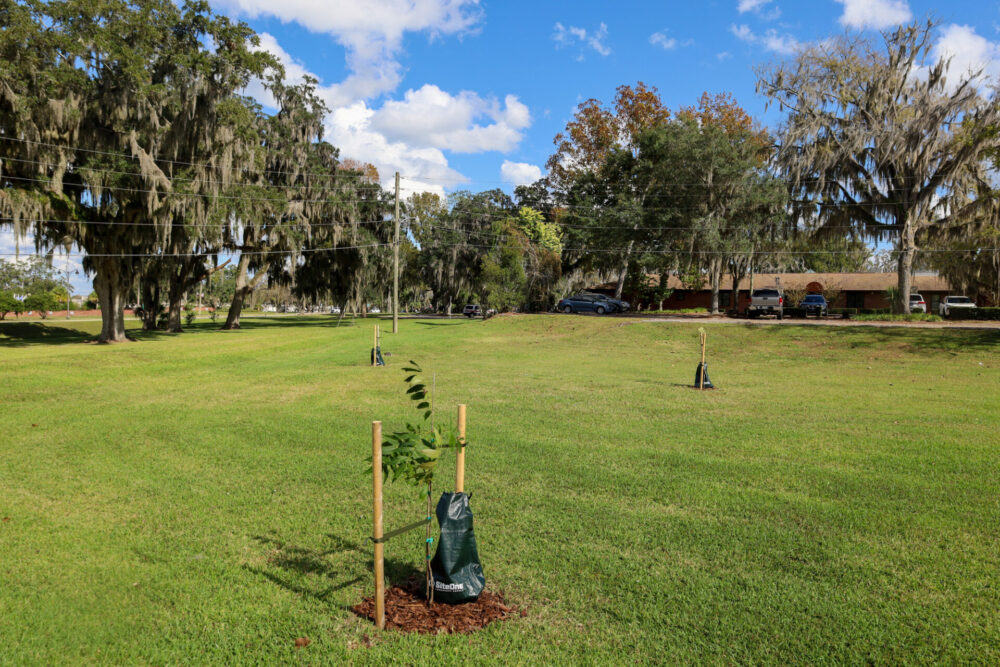 First of pecan trees planted at McPherson Campus in Ocala (Nov 2023) 3