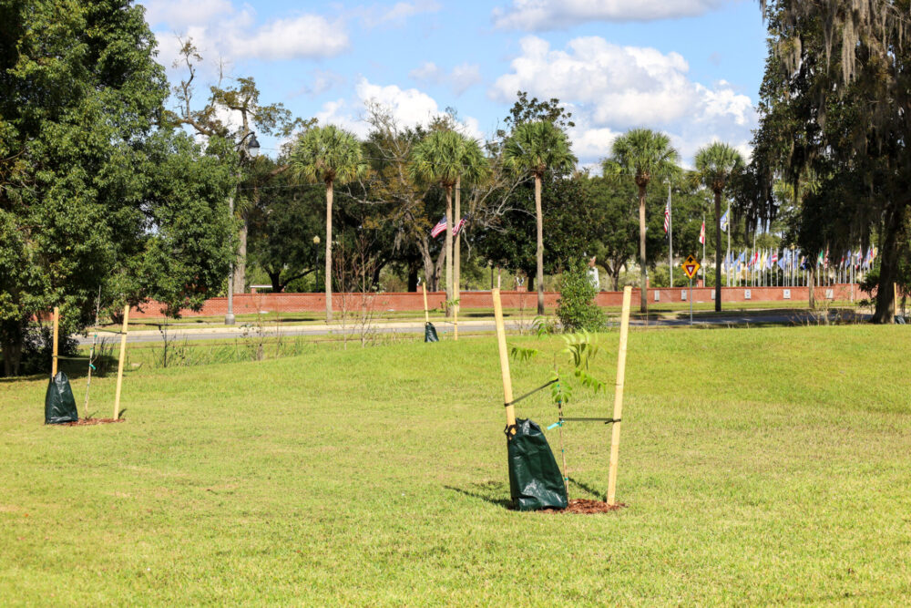 First of pecan trees planted at McPherson Campus in Ocala (Nov 2023) 7