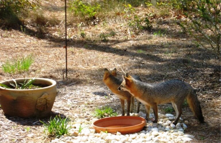 Foxes stopping for a drink in Pine Ridge Estates