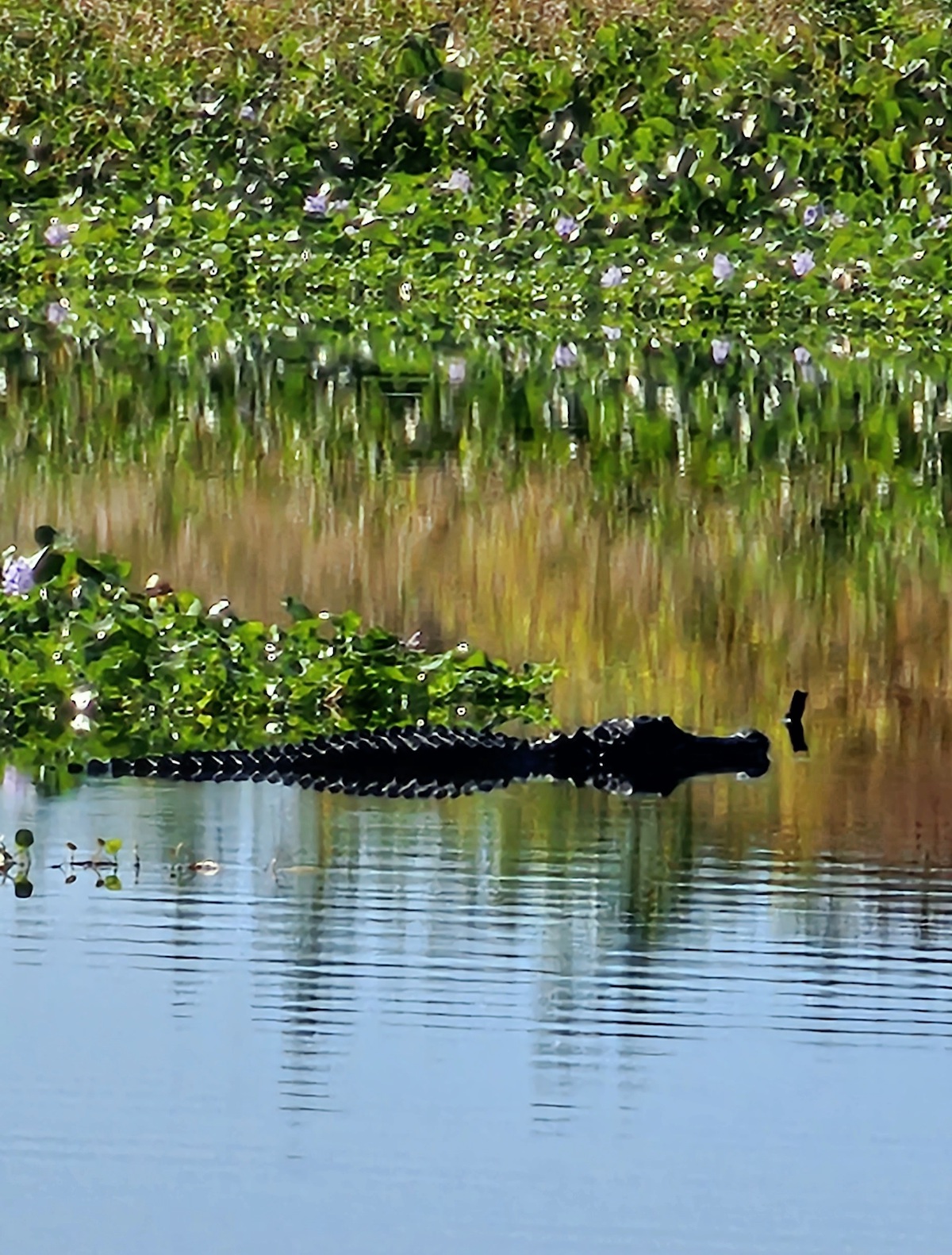 Huge alligator swimming at Paynes Prairie Preserve State Park