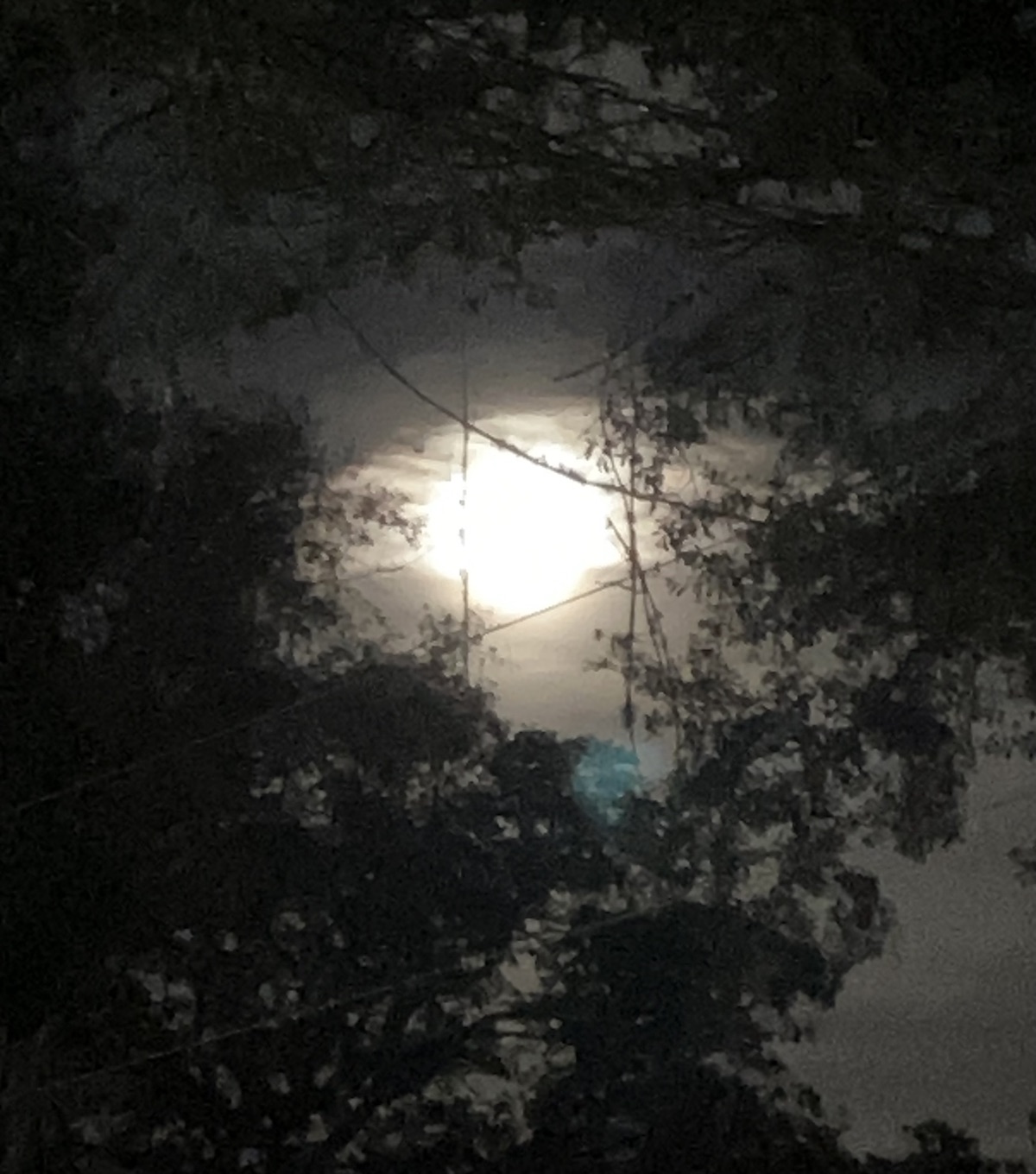 Moon shining through trees in Porter Shores neighborhood in Ocala