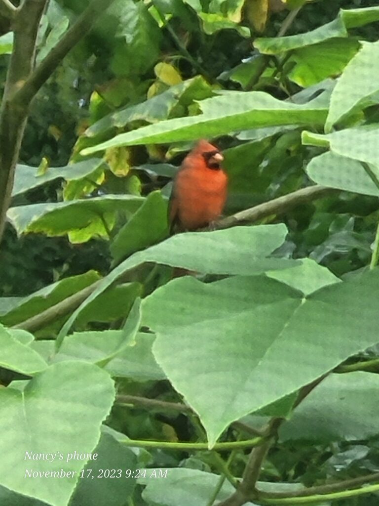 Northern cardinal visiting Ocala backyard