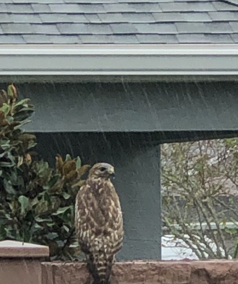 Red-shouldered hawk on rainy day in Ocala