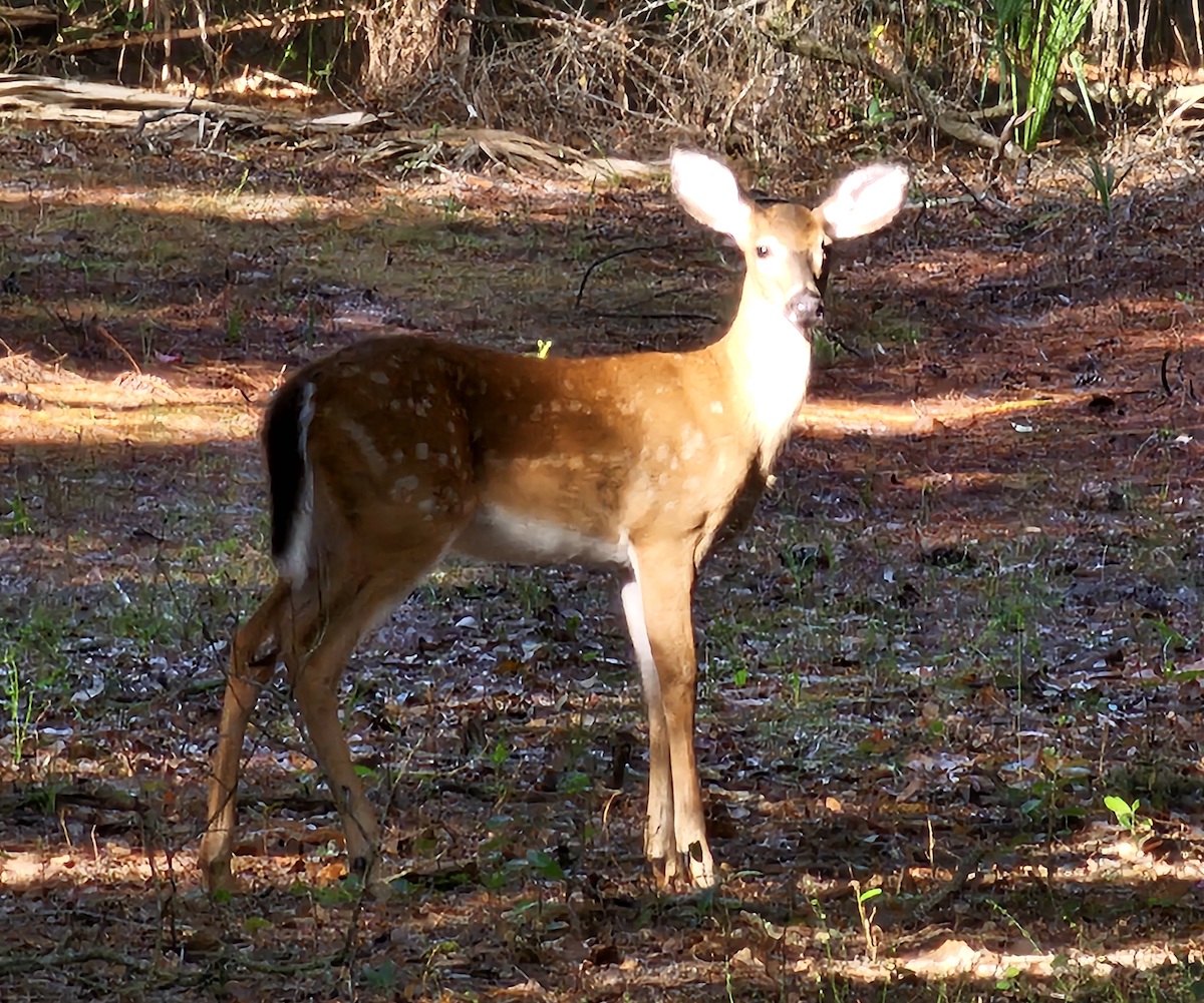 White-tailed deer at Carney Island Park in Ocklawaha