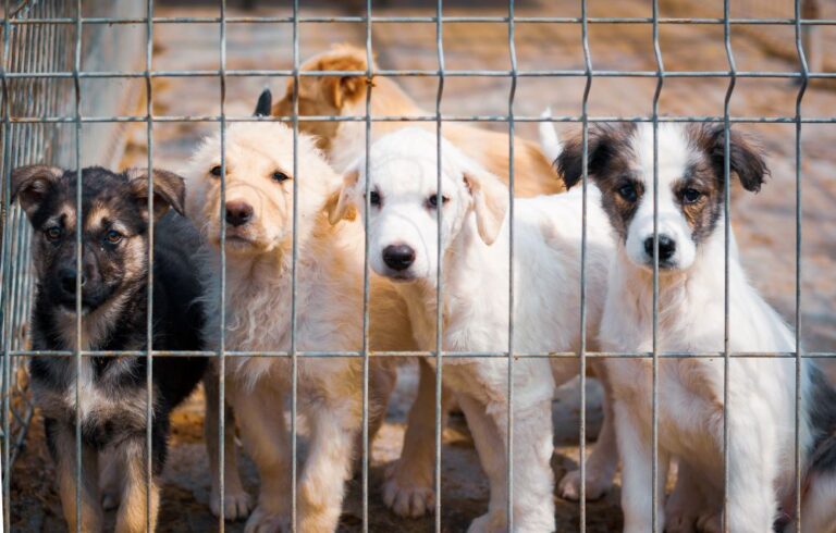 dogs at animal shelter (stock image) 2