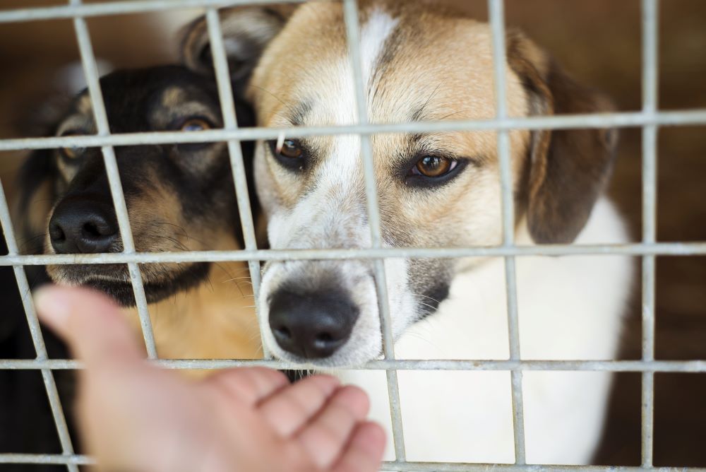 dogs at animal shelter (stock image)