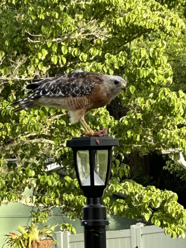 Beautiful red-shouldered hawk visiting Ocala home