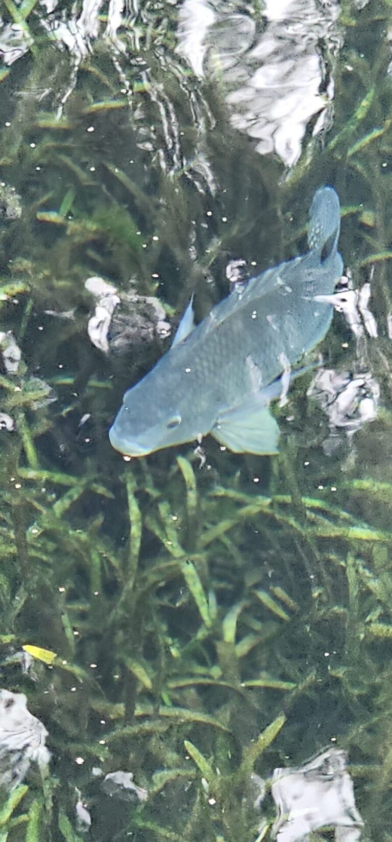 Blue tilapia at Silver Springs State Park