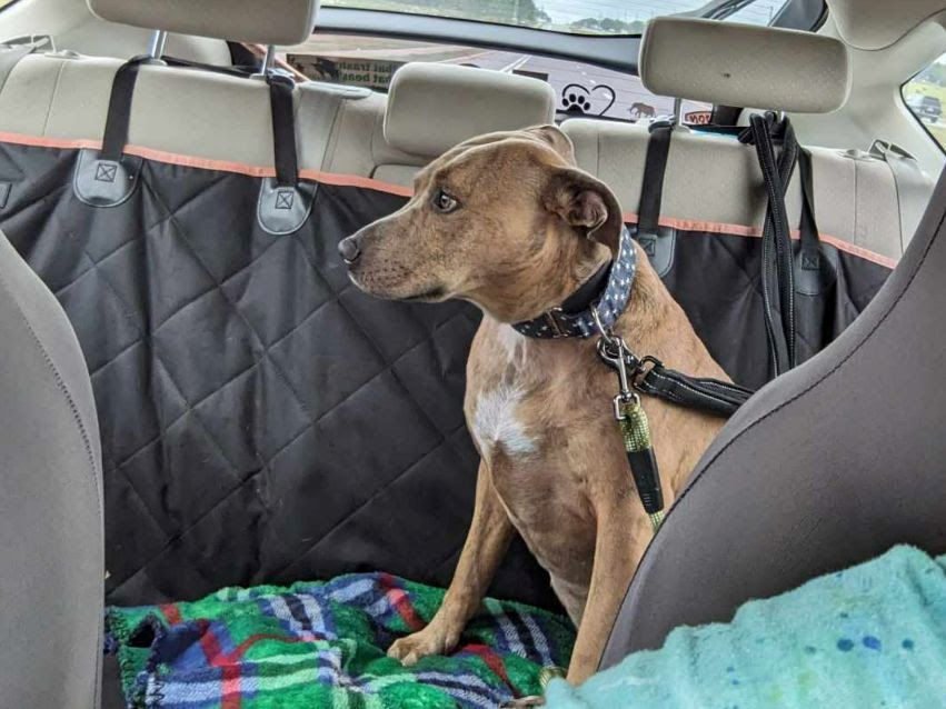 Dog named Nala reunited with owners in Palm Bay in Nov 2023 Marion County Animal Services volunteer driving Nala to owners
