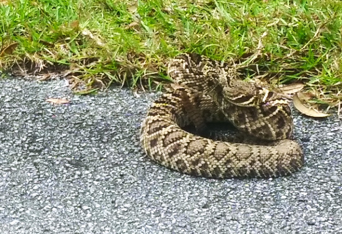 Eastern diamondback rattlesnake spotted on Withlacoochee State Trail