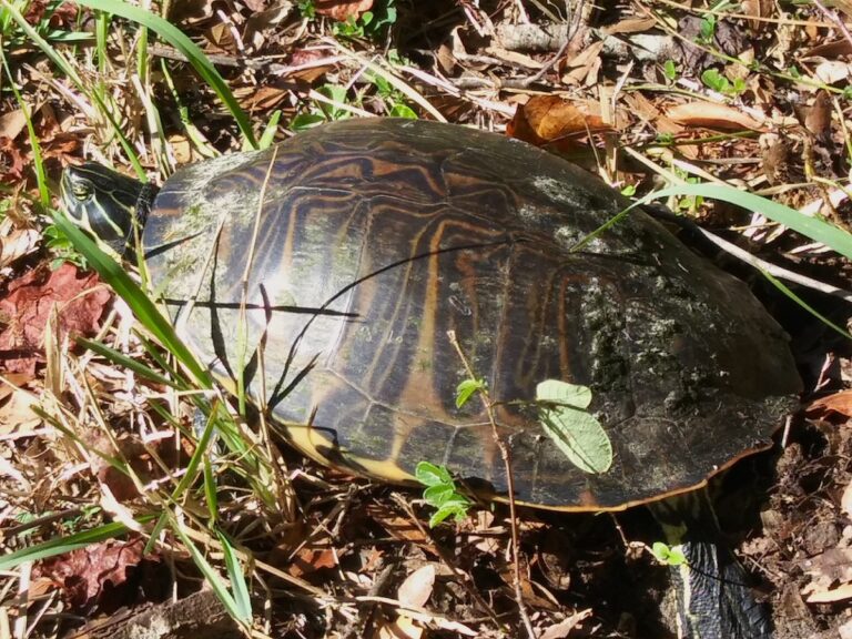 Peninsula cooter turtle ready to lay eggs by Henderson Lake in Inverness