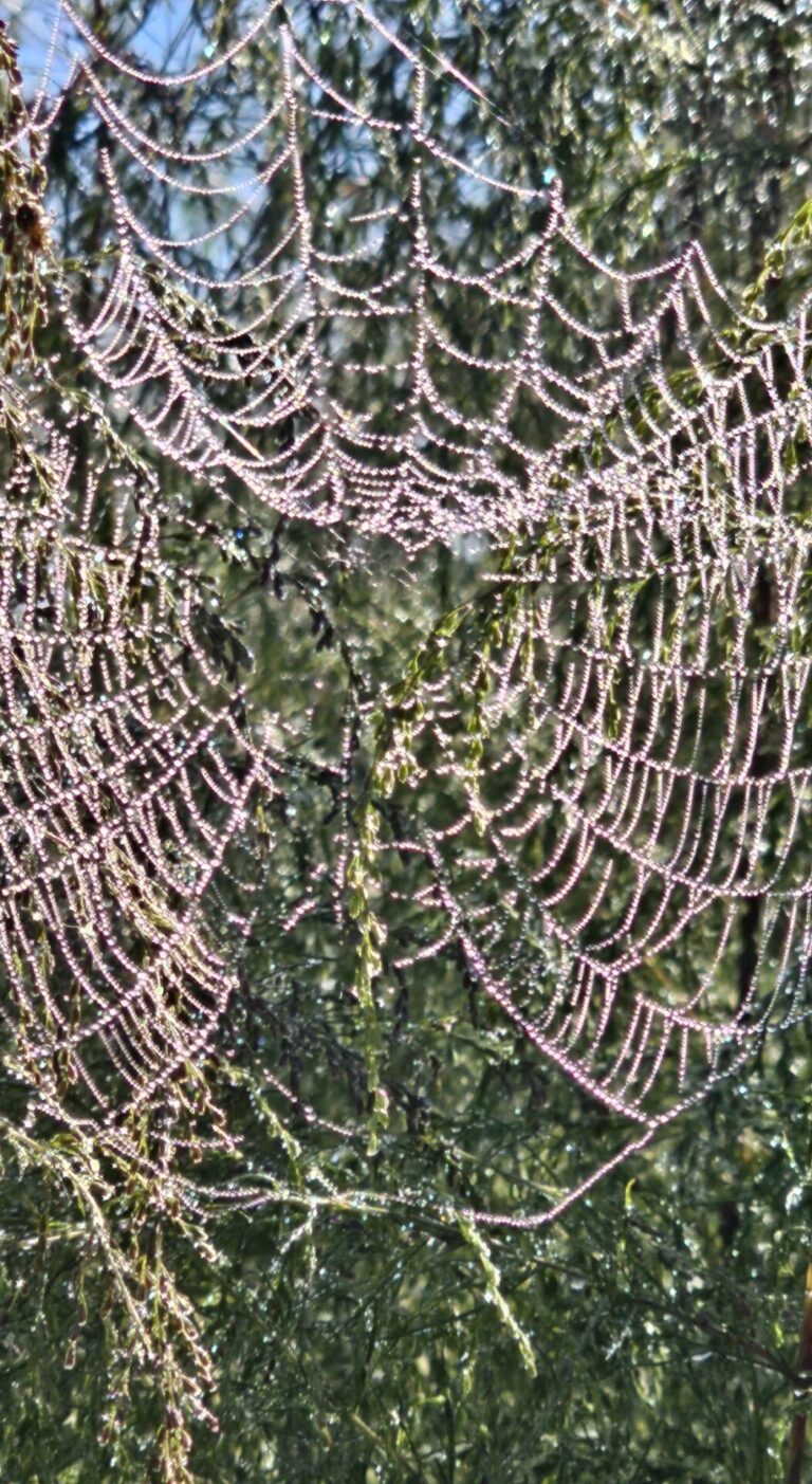Spider web covered in dew in Ocala National Forest