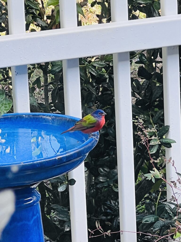 Visit from painted bunting in Spruce Creek North