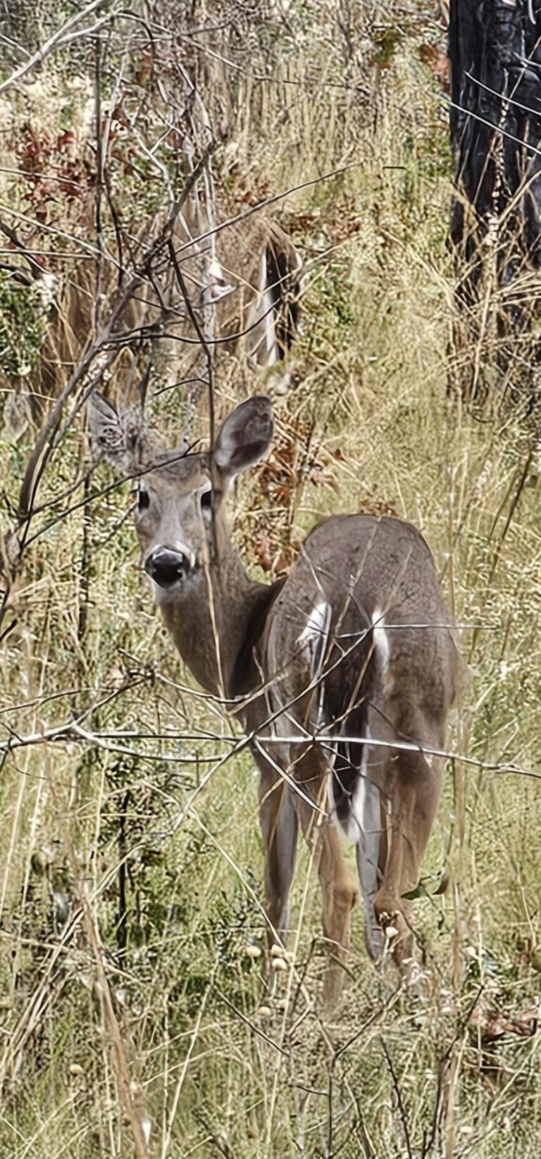White-tailed deer near 49th Avenue Trailhead in Ocala