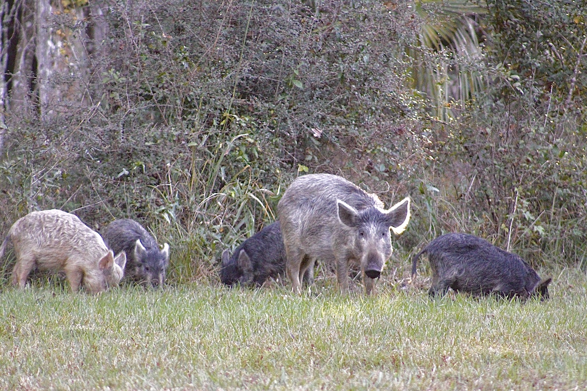 Wild pigs on Highway 40 in Silver Springs