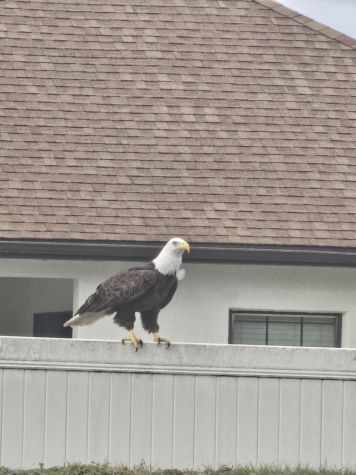 Bald eagle perched on fence in Ocala