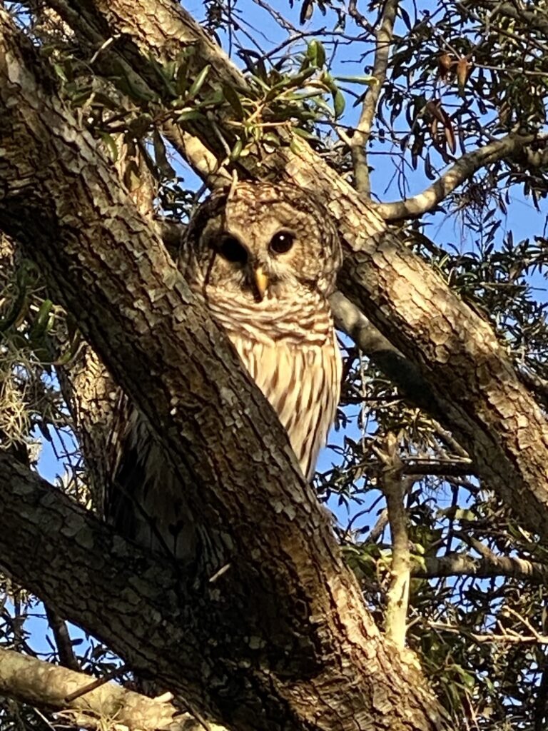 Barred owl in tree at Baseline Trailhead Park