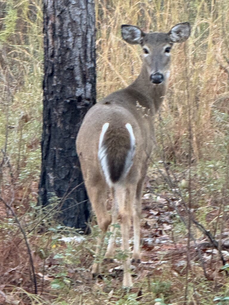 Deer spotted at Baseline Trailhead Park