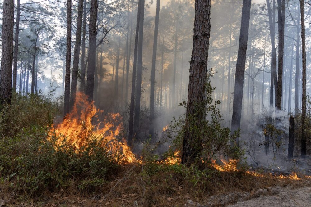 Flames and smoke rising brush fire in Marion Oaks on January 25, 2024 (photo MCFR) Flames and smoke rising brush fire in Marion Oaks on January 25, 2024 (photo MCFR)