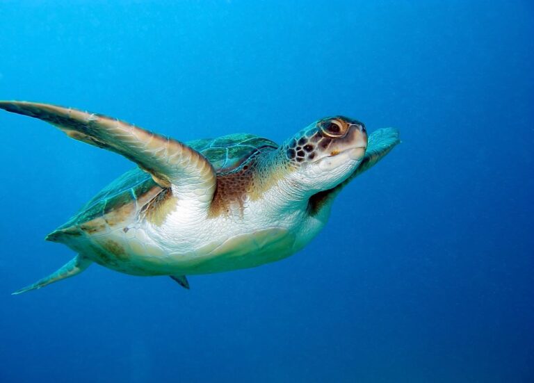 Loggerhead Sea Turtle underwater (stock image)