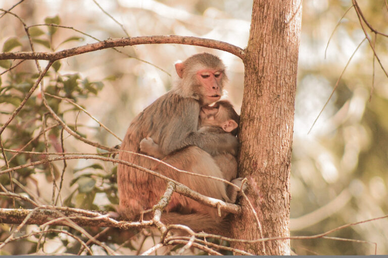 Monkey hugs at Silver Springs State Park