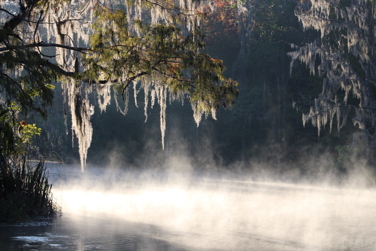 Morning light at Silver Springs State Park