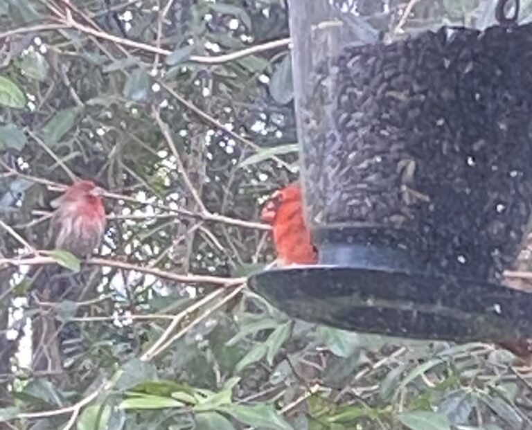 Pair of cardinals visiting home in Ocala