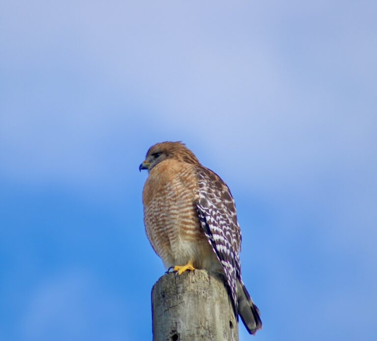 Red-shouldered hawk looking for next meal in Ocala