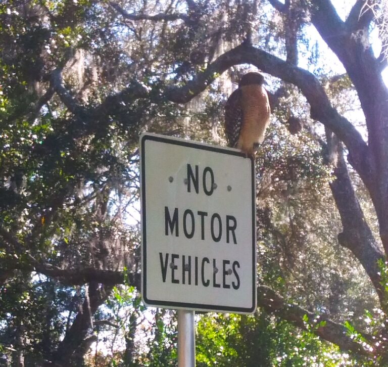 Red-shouldered hawk stopping traffic in Dunnellon