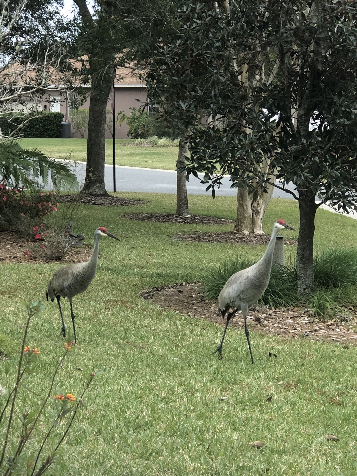 Sandhill cranes in Belleview backyard