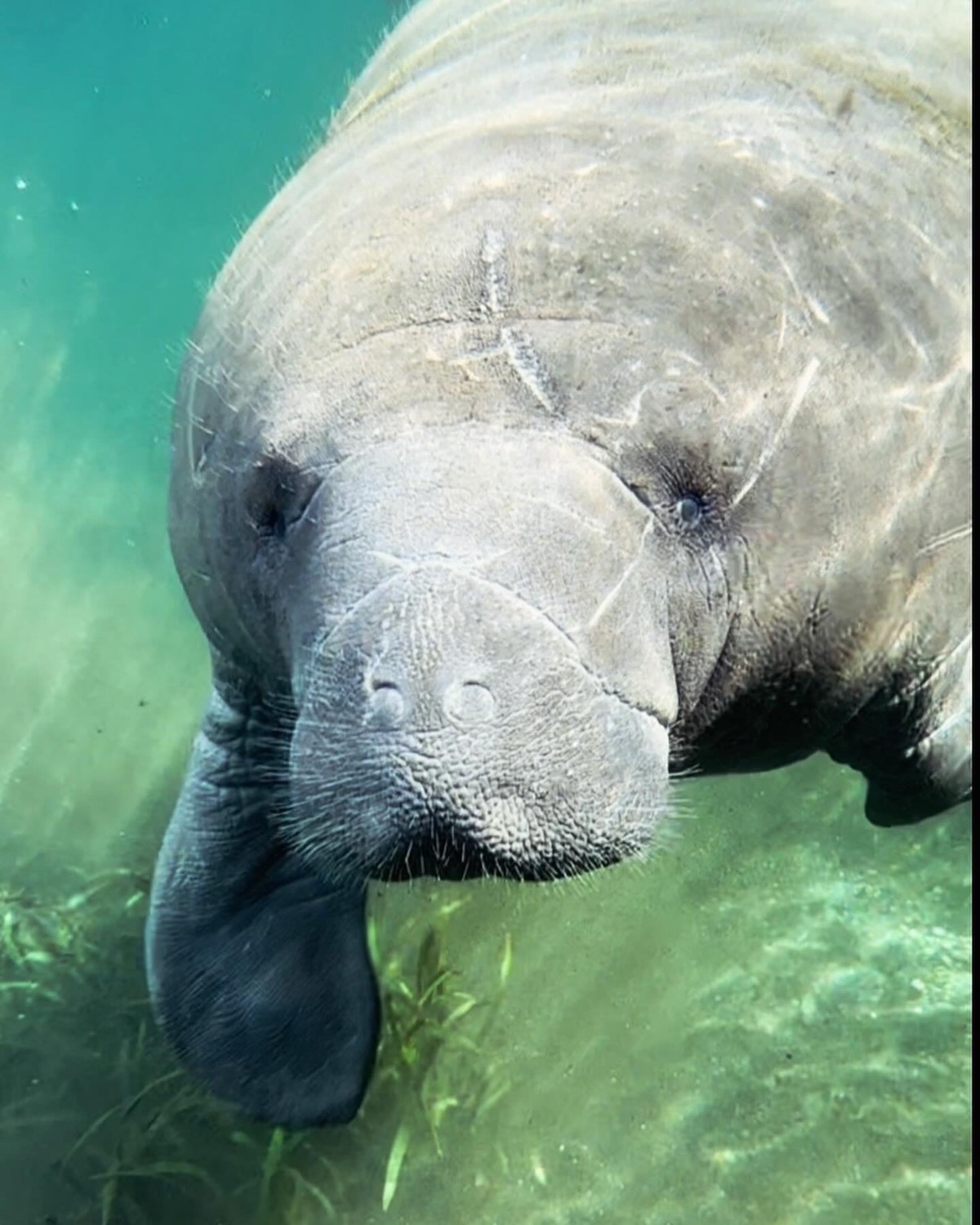 Underwater photo of manatee at Silver Springs State Park