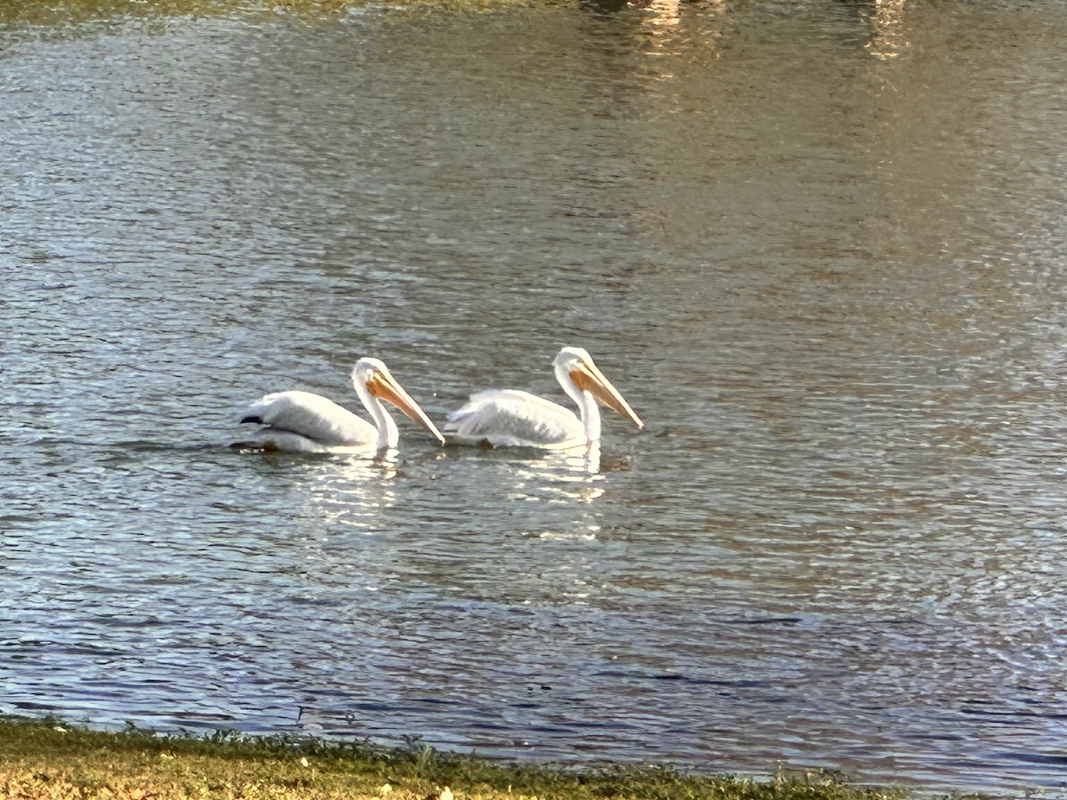 White pelicans at Fore Ranch in Ocala