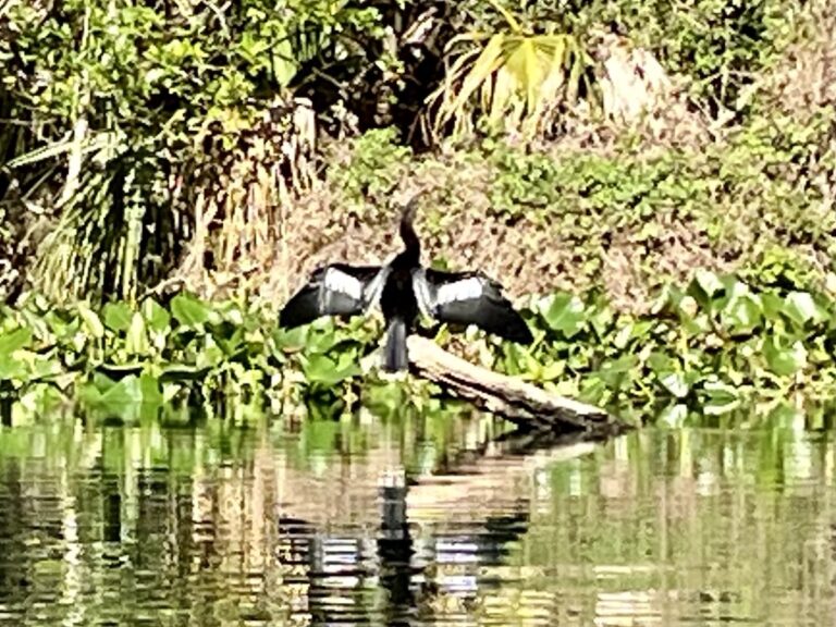 Anhinga stretching on the shore of the Silver River