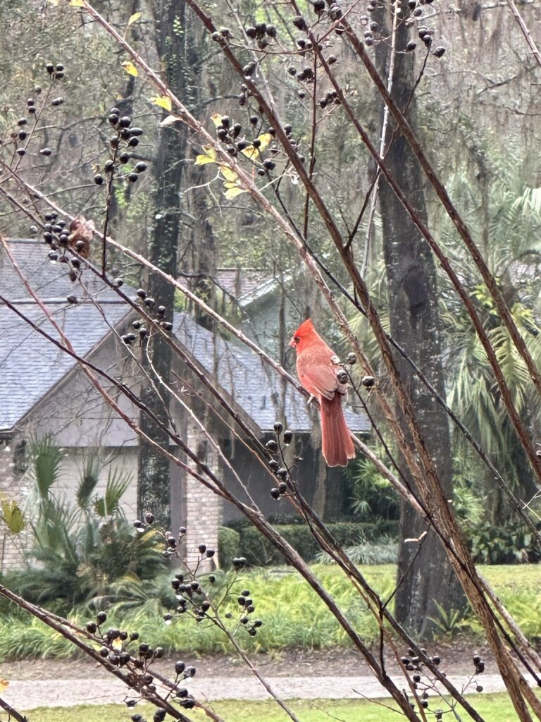 Cardinal visiting home in Ocala's Shadow Woods neighborhood