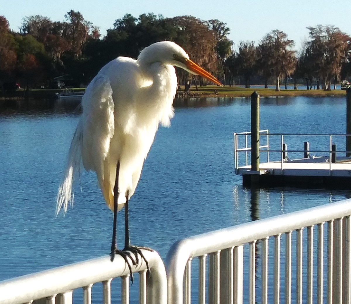 Great egret preening feathers at Henderson Lake in Inverness