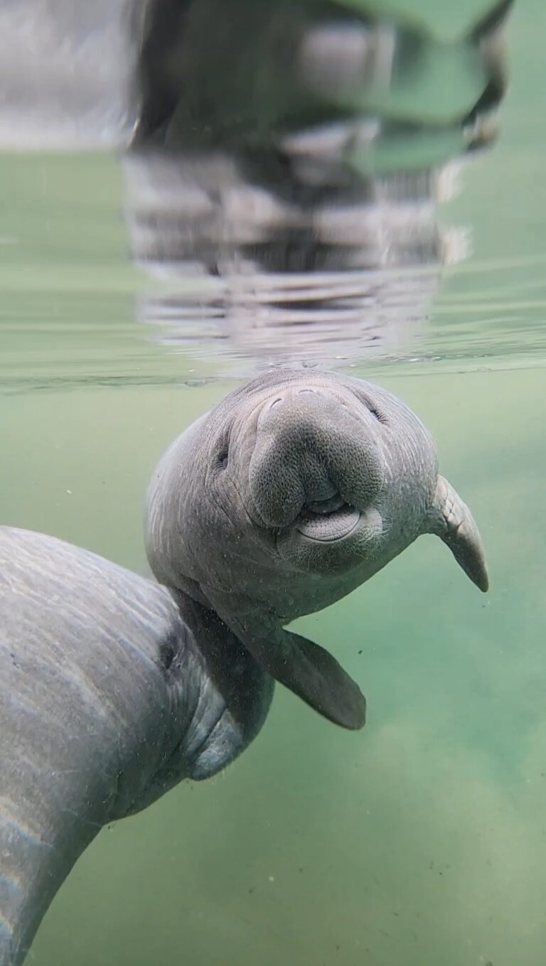 Manatee calf with mother at Silver Springs State Park