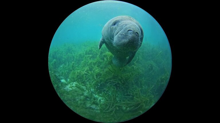 New webcams, both above and below the water, have been set up at Silver Springs State Park to capture manatees and other wildlife at the park. (Photo: Save the Manatee Club)