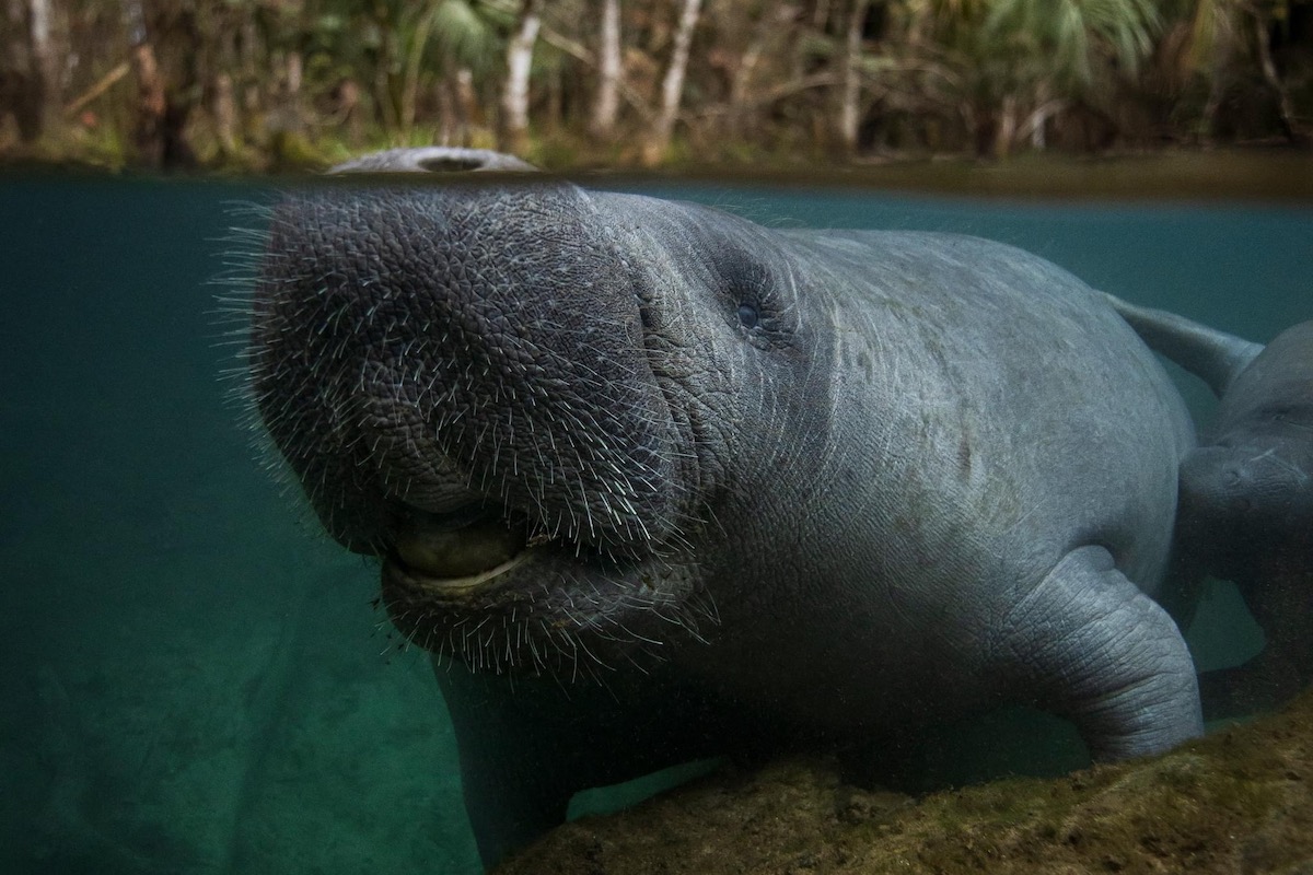 Manatee taking a breath in the Silver River