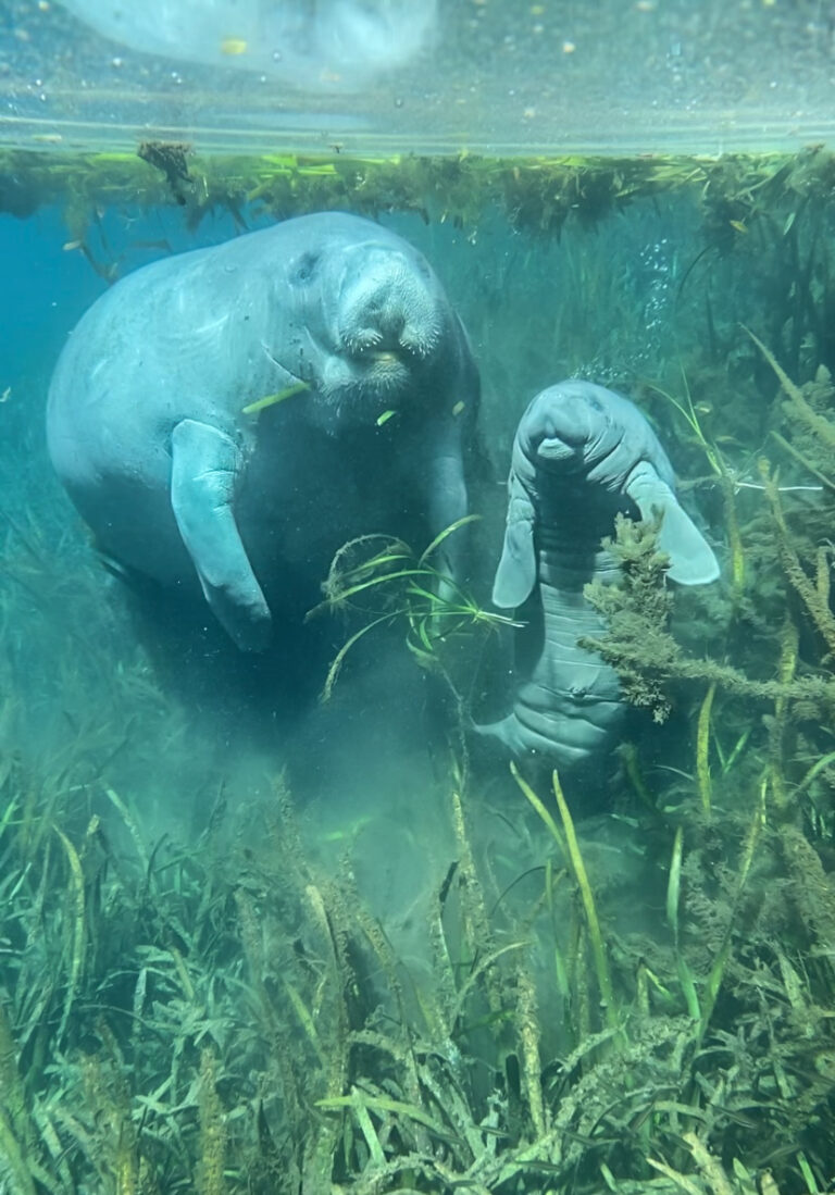 Manatee with newborn calf at Silver Springs State Park