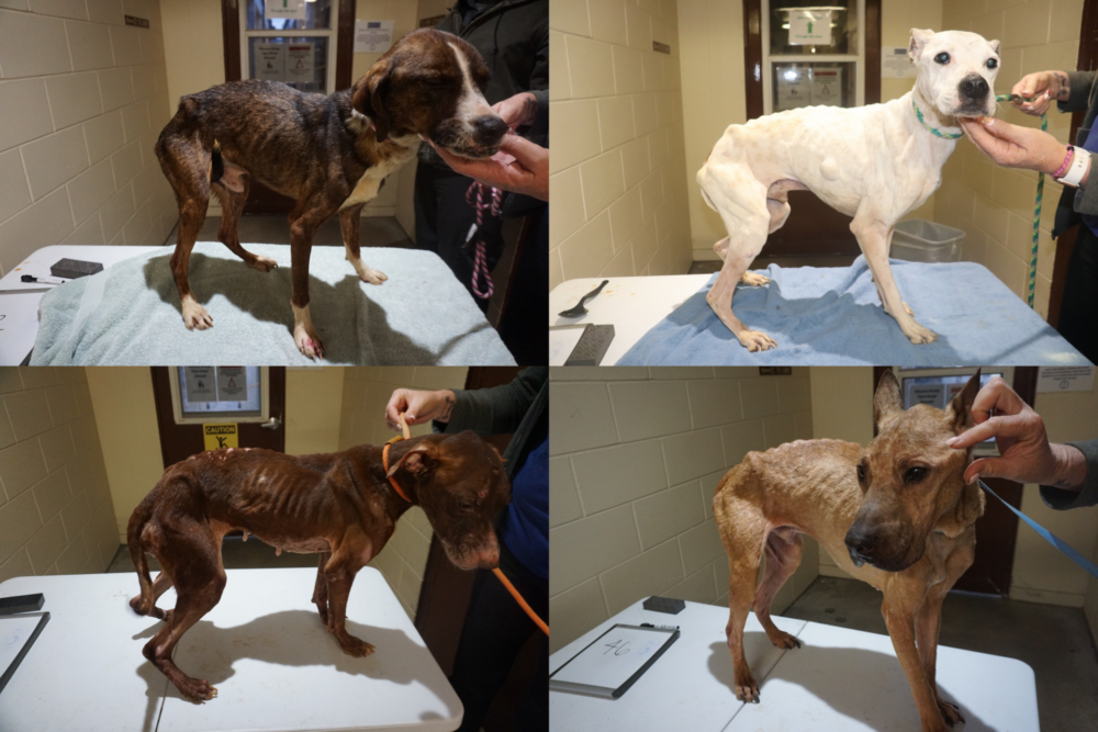 Marion County Animal Services 4 of the dogs seized from Ocala home on Feb 1, 2024