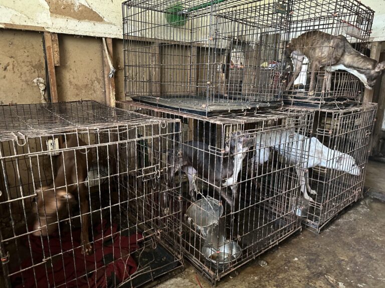 A majority of the dogs were found in crates inside the two-bedroom Ocala home. (Photo: Marion County Animal Services)