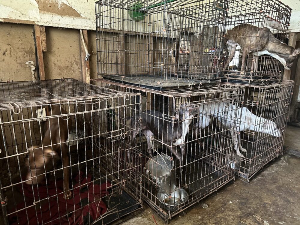 The dogs were found in kennels inside the two-bedroom home. (Photo: Marion County Animal Services)